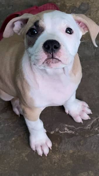 Pitbull Puppy female 1