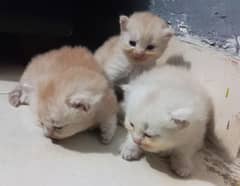 Three male kittens
