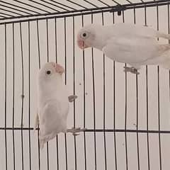 albino split breeder pair guaranteed