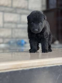 Triple Coat Black Belgium Shepherd Pups available
