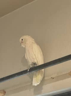goffin cockatoo healthy lovely
