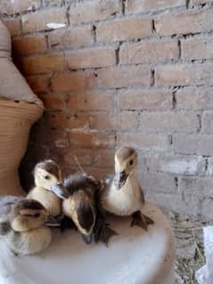 mascovy ducks for sale