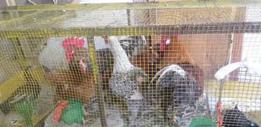 hens with  cage for sale