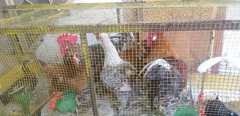 hens with  cage for sale 0