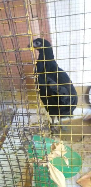 hens with  cage for sale 1