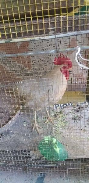 hens with  cage for sale 2