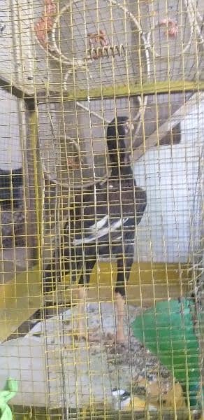 hens with  cage for sale 3