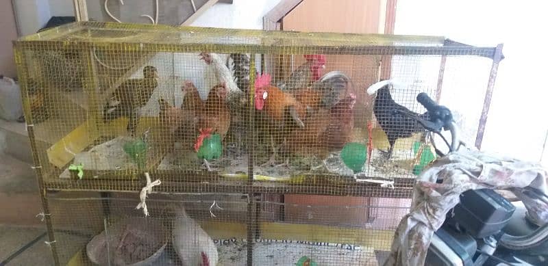 hens with  cage for sale 5