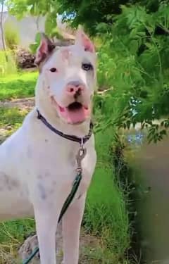Dogo Argentino and Pitbull Cross Breed 03009412515