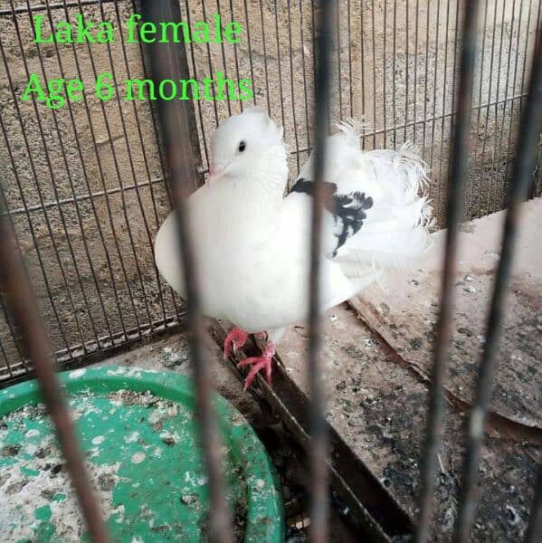 laka kaboter,pigeon 2