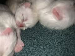 20 days old Persian kittens.