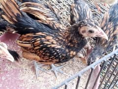 golden sebright or Sebrite fancy breed desi chicks 0