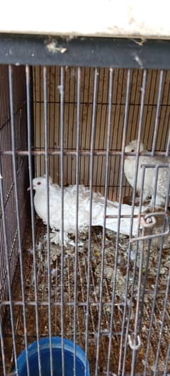 breader pair frilbac and red taillpigans and Love Birds for sale