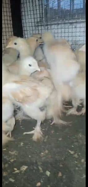 Golden Heavy Buff Chicks. 50 days age. 2