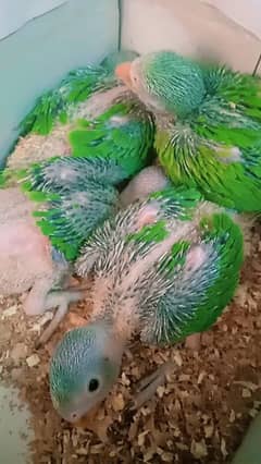 Parrot baby