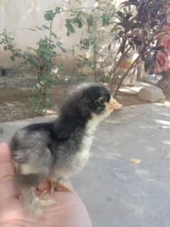 Coco brhama chicks and breeders for sale