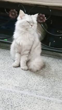 Persian cate for sale/