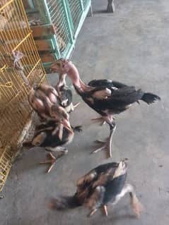 Thai caross aseel chicks