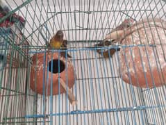 breeder pair big Finch and small finch one single piece freetotal 5pcs