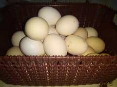 egg desi fertile eggs available for sale Rs 600 per dozen (12 eggs)