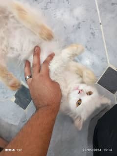 Persian cat for sale 03105675195