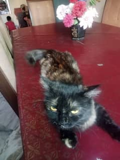 Persian cat black and grey