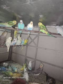 budgie parrots, Australian parrots ring eye