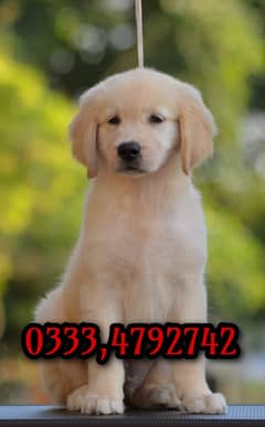 golden retriever Puppy 03334792742