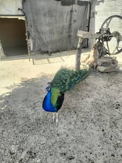 1 Peacock Male And 2 Female For Sale