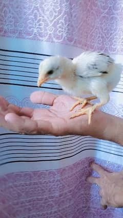Brahma chicks 1 month