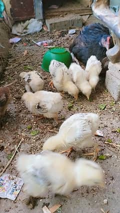 Brahma chicks 1 month