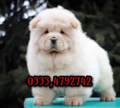 Chow chow Puppy  03334792742