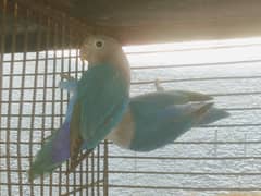 Blue fishri male and female conform contact number 03132299195