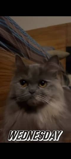 grey Persian cat for sale