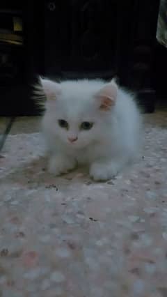 Persian kitten 2 months