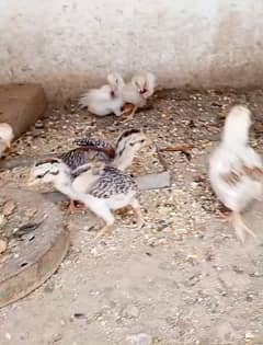 Aseel Heera cross chicks for sale
