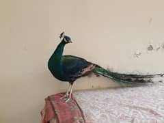 peacock adult male for sale