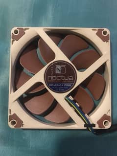 noctua