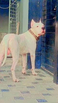 Dogo Argentino A+ St*d