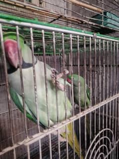 raw parrots pair for sale