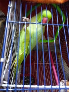 Green Parrot For Sale