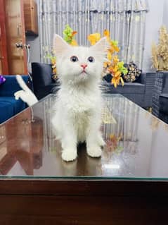 Pure Persian Kitten 0