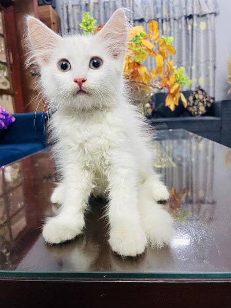 Pure Persian Kitten 1