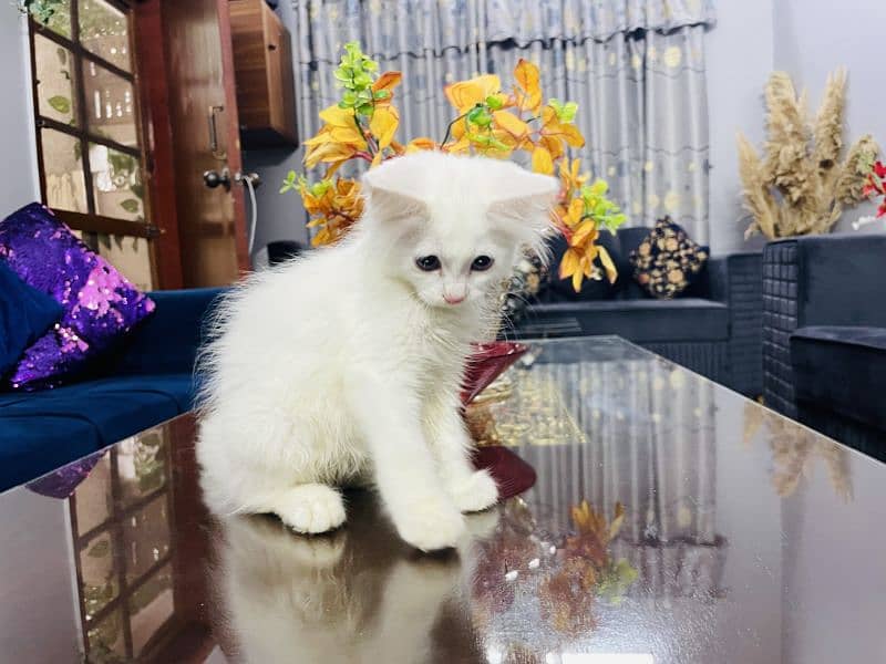 Pure Persian Kitten 3