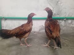 Aseel mianwali + Thai cross hens for sale