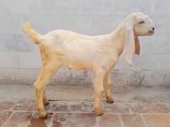 Male Bakra (For Sale)