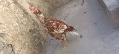 Aseel hen with 3 chicks