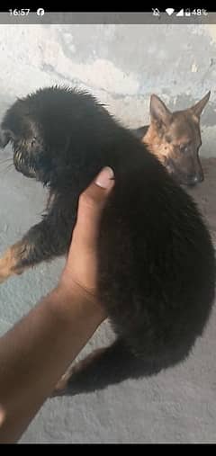 German shepherd puppy female for sale imported blood line age 1month