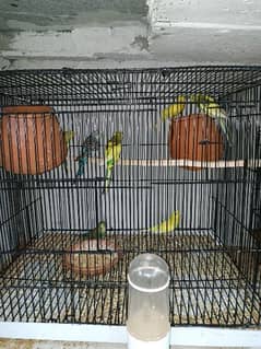 Healthy budgies pair and baby with cage