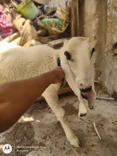 Kajla Sheep